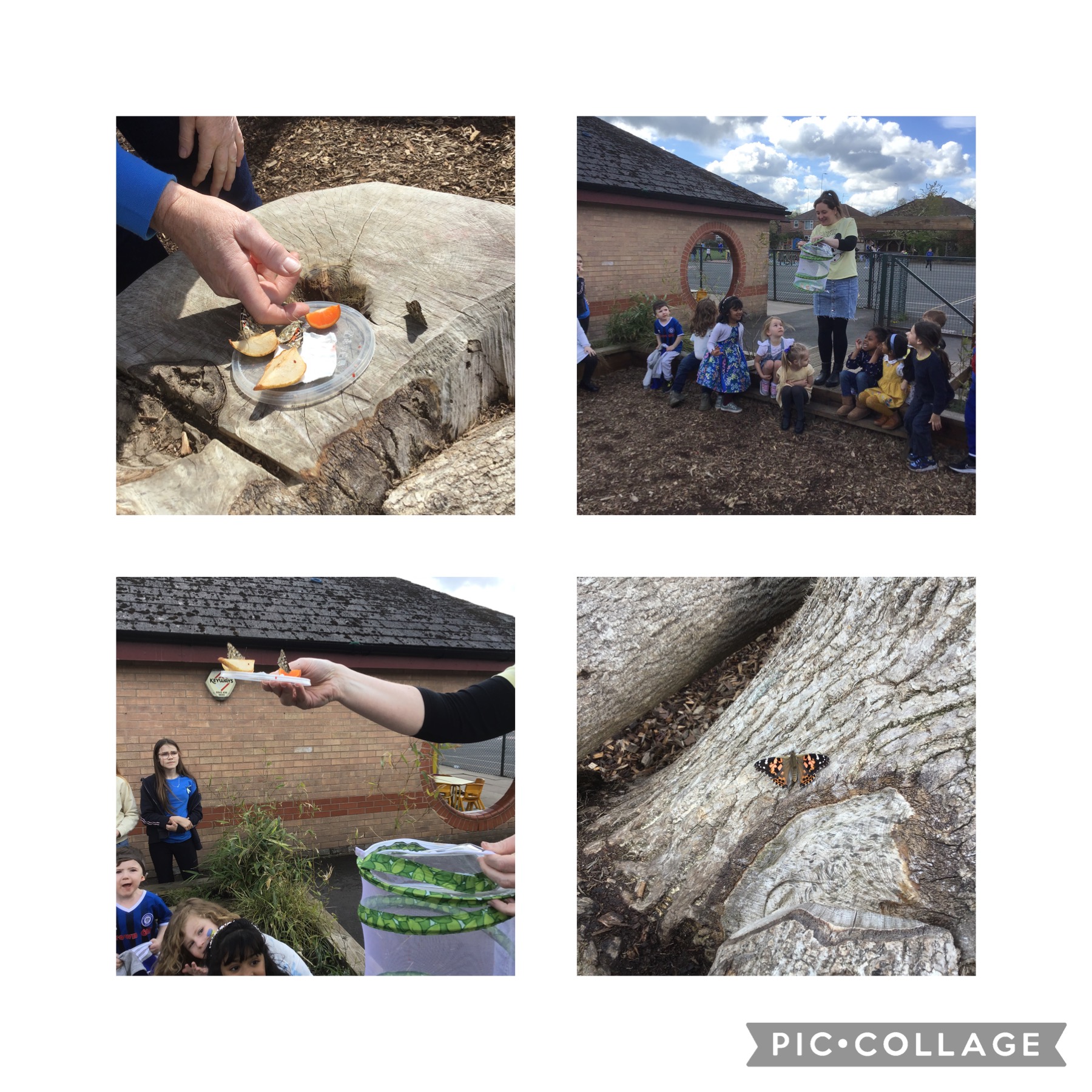 Image of Releasing our butterflies 