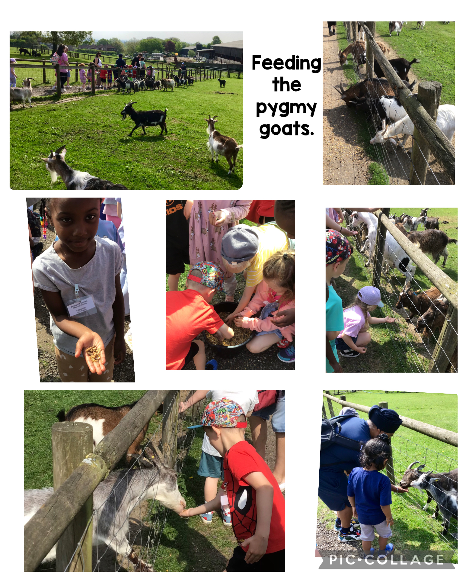 Image of Goats!