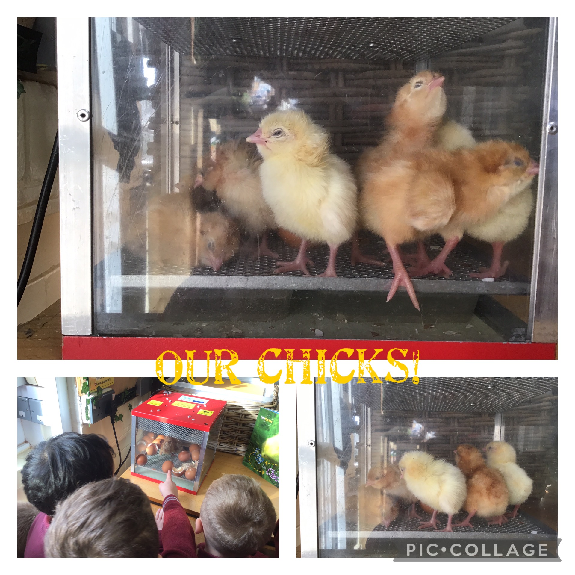 Image of Our Chicks!