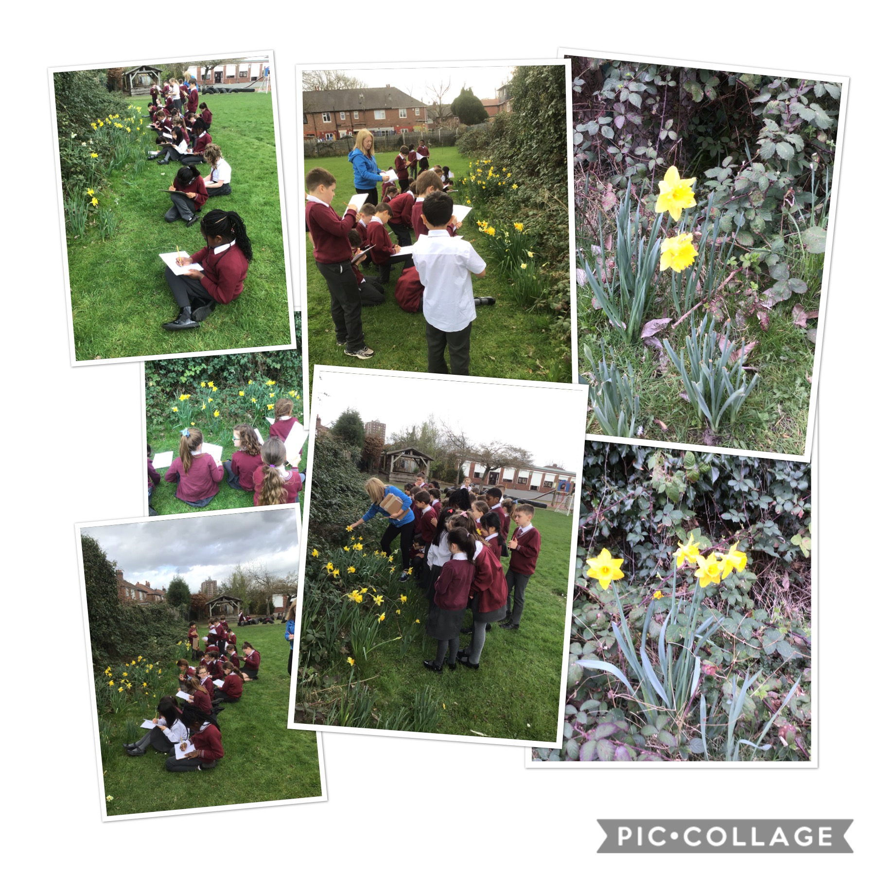 Image of Observational drawings of daffodils 