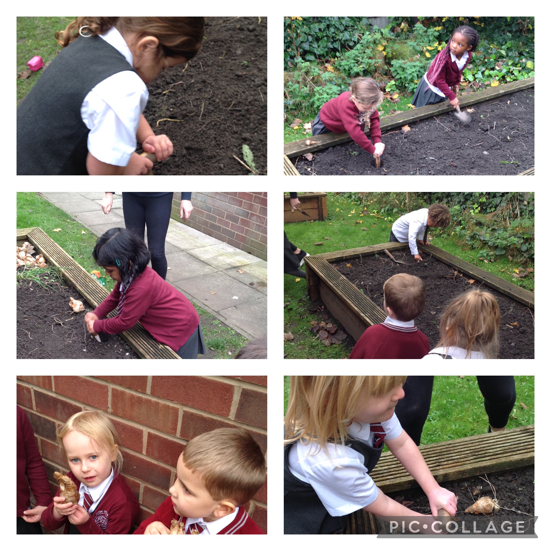 Image of Planting daffodil bulbs