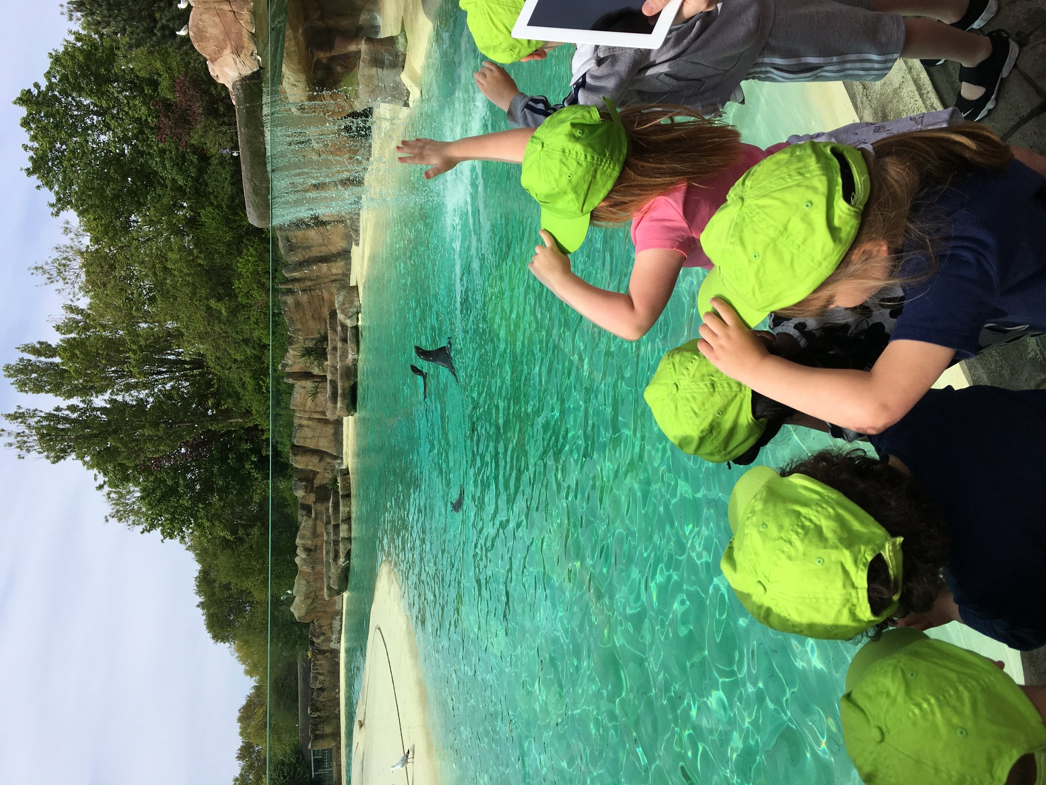 Image of Sea Lion show 