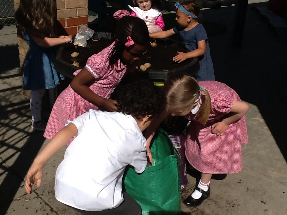 Image of Planting Potatoes