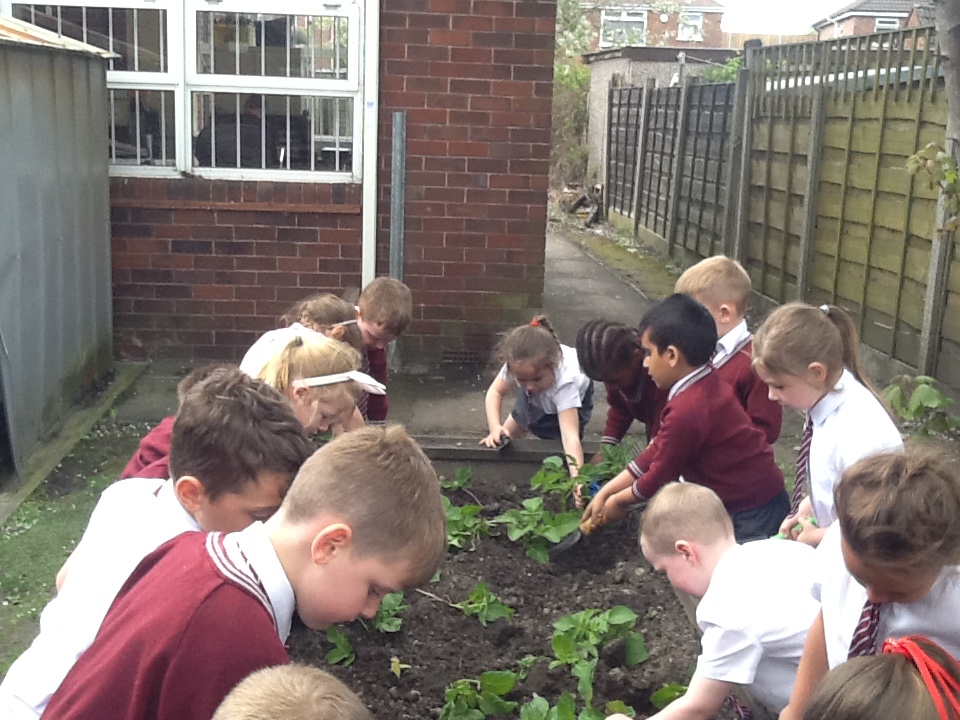 Image of Allotment fun!