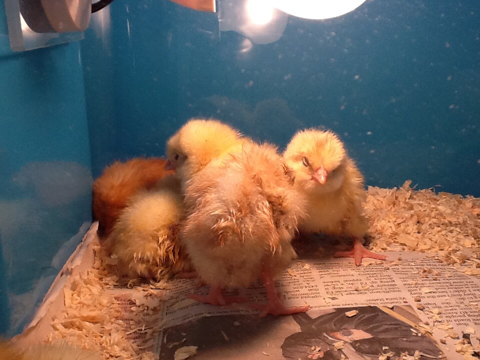 Image of More Chicks!