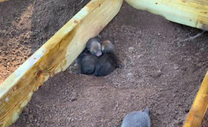 Image of A fox den with 6 cubs found!