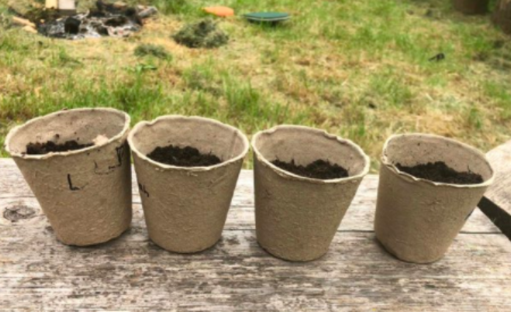 Image of Planting sunflower seeds