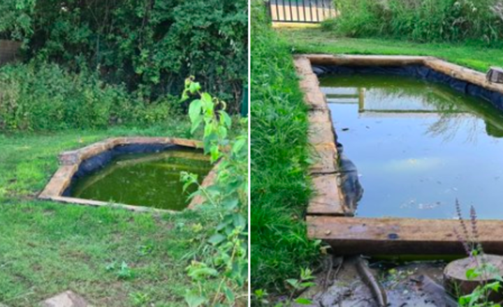 Image of The school pond is looking great after all the rain lately.