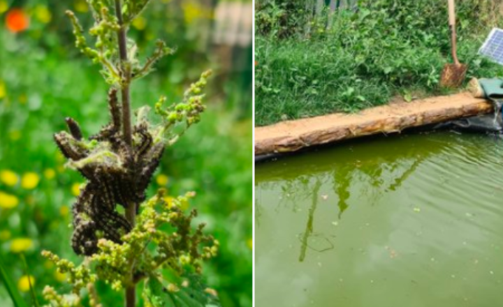 Image of Lots of wildlife in the new pond area.