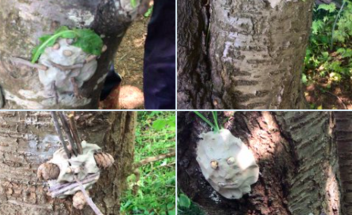 Image of Pre school had lots of fun at Little Leaves today creating tree sculptures of their faces.