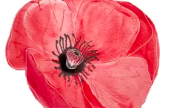 Image of Remembrance Day poppies