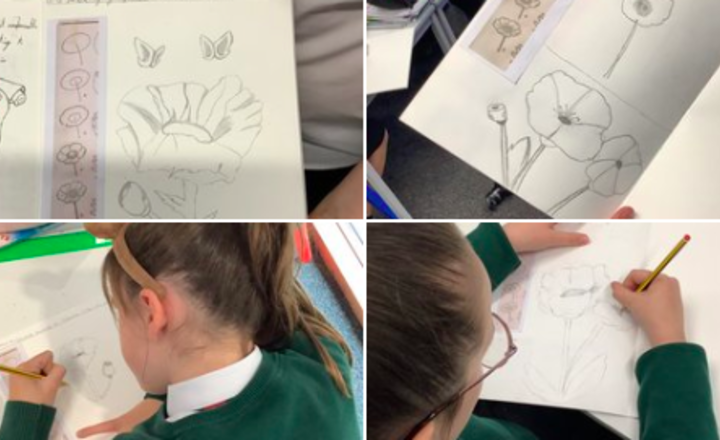 Image of Yr6 have been developing their sketching skills by sketching poppies. Brilliant job Yr6