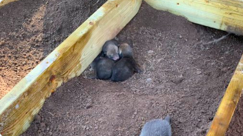 Image of A fox den with 6 cubs found!