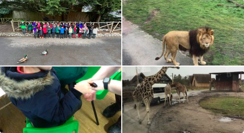 Image of Year 1 had an amazing time at  West Midland Safari Park!