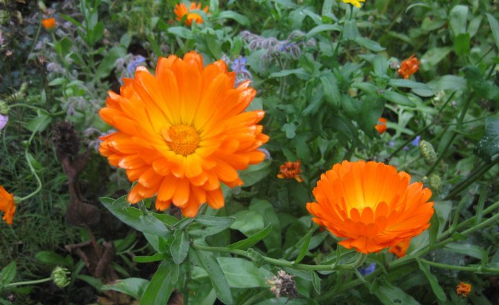 Image of Tidying the garden