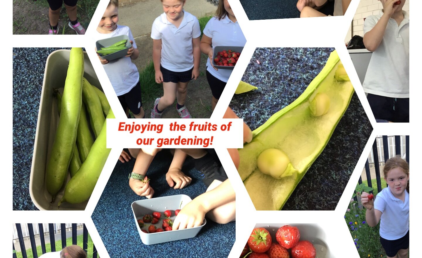 Image of Tasty treats from our garden