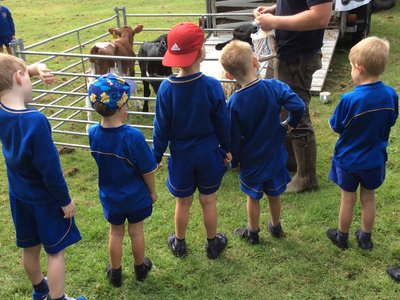 Image of Year 1 farm animal fun