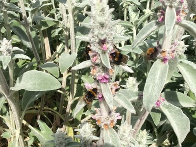 Image of Kindy exploring the bees