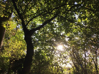 Image of Autumn in Squirrel Wood