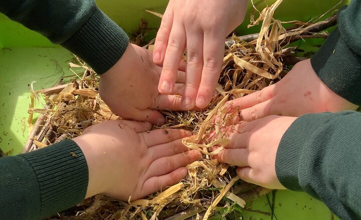 Image of Making a Bird Nest!