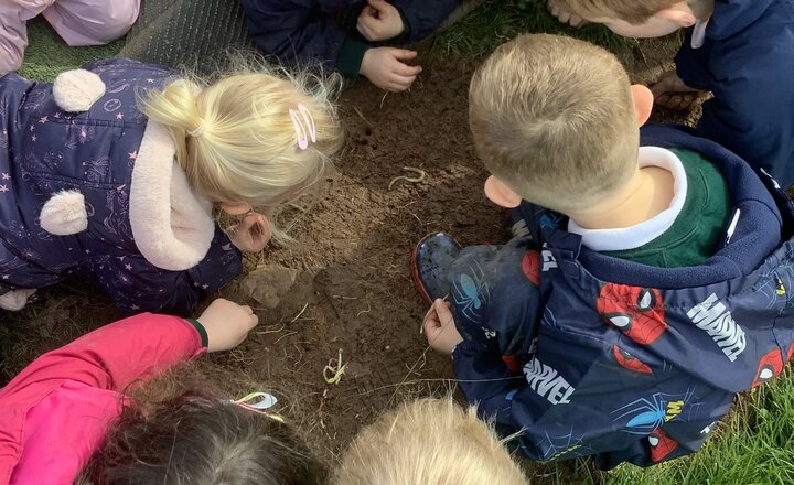 Image of Daffodils - Forest School (UOW)