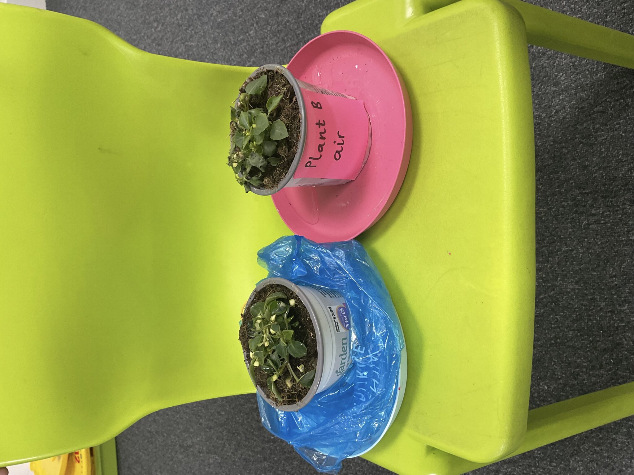 Image of Plants in Team Badgers!