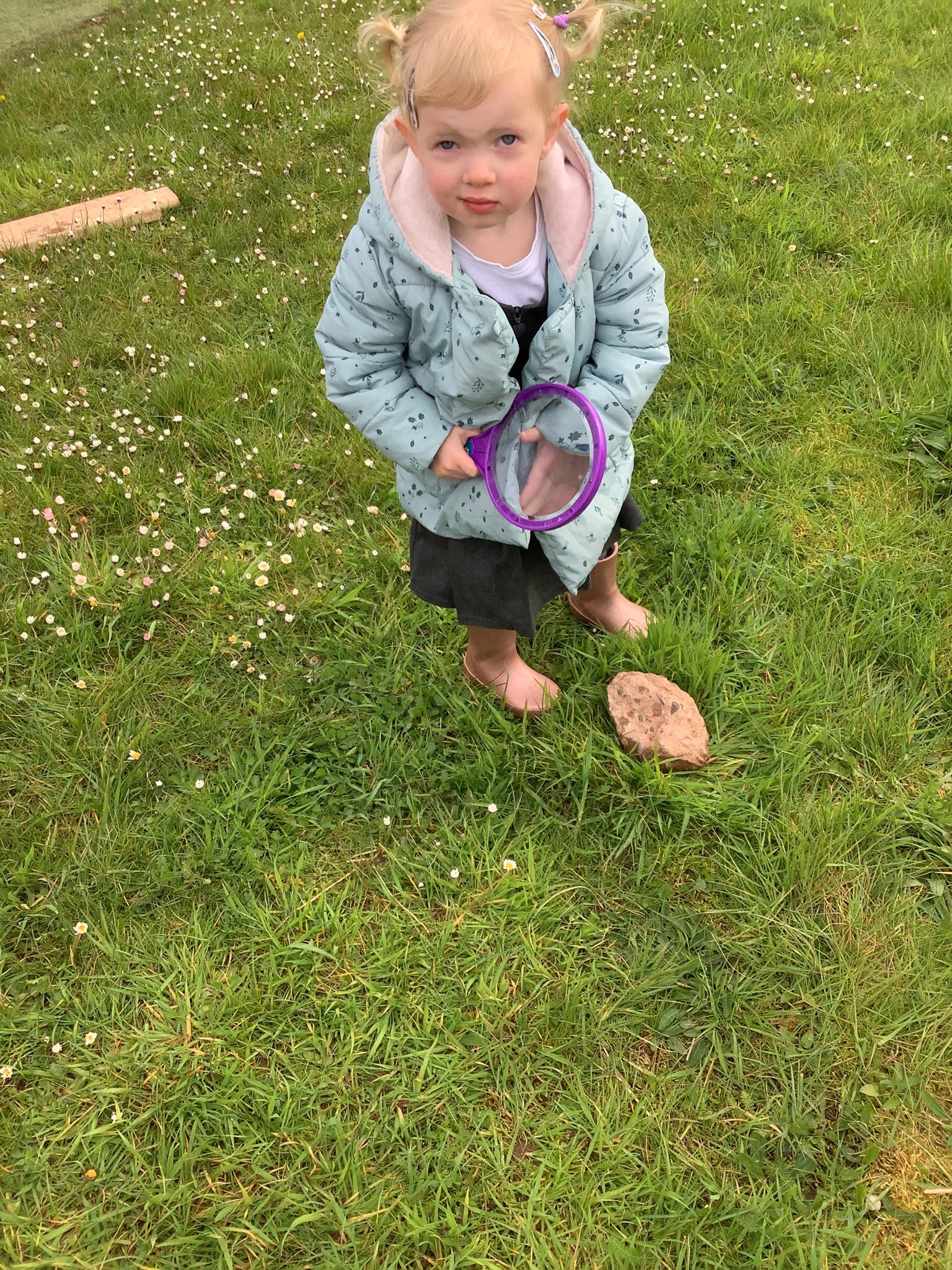 Image of PSED in Daisies
