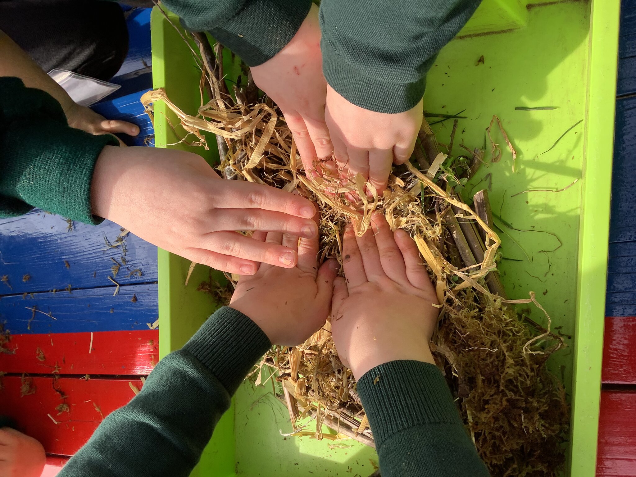 Image of Making a Bird Nest!