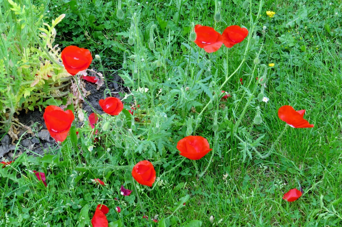 Image of St Stephen's in Bloom