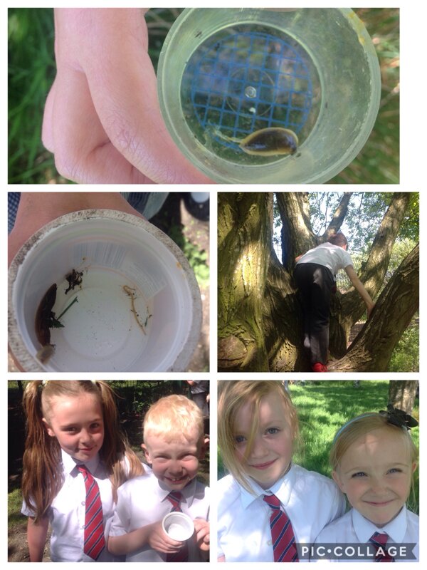 Image of Found some new residents for our insect hotel