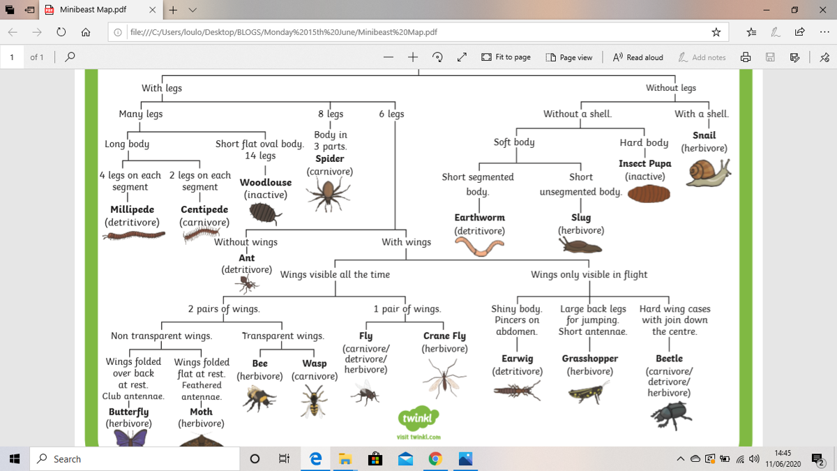 Image of Minibeast chart