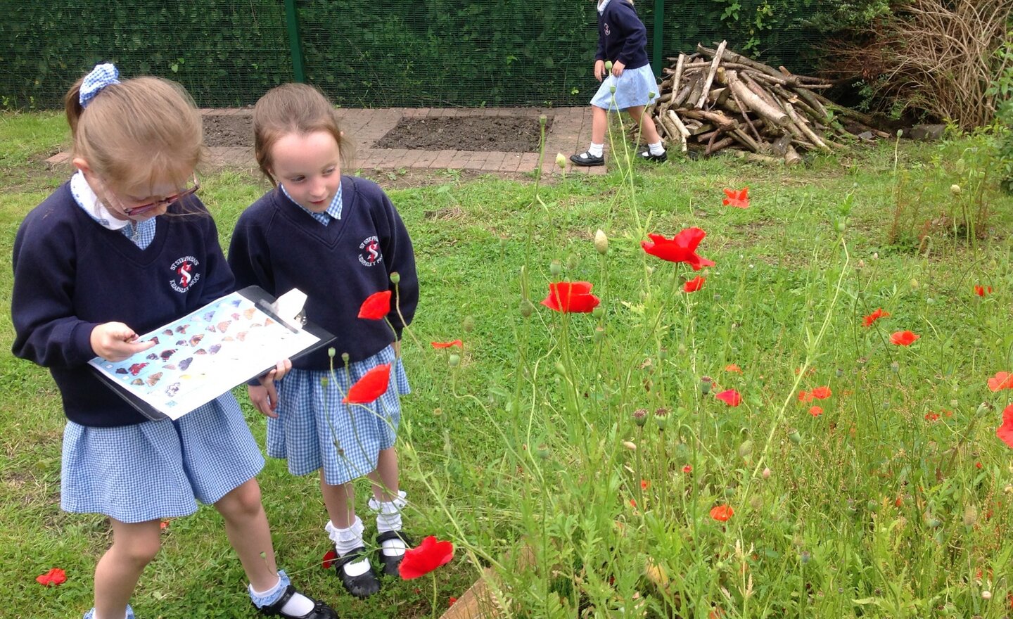 Image of The Big Butterfly Count