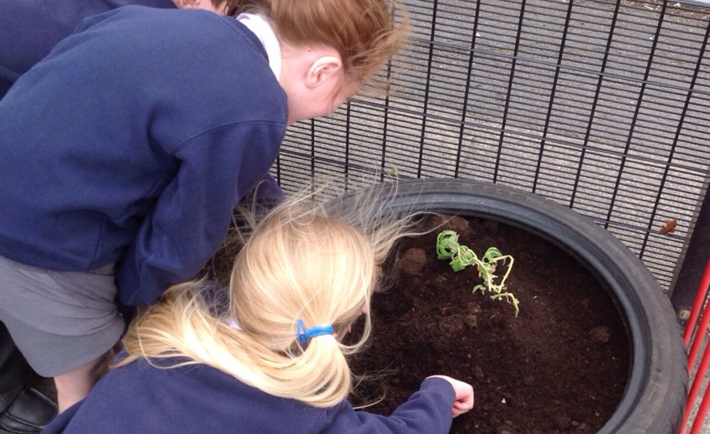 Image of Planting in our Little Garden 