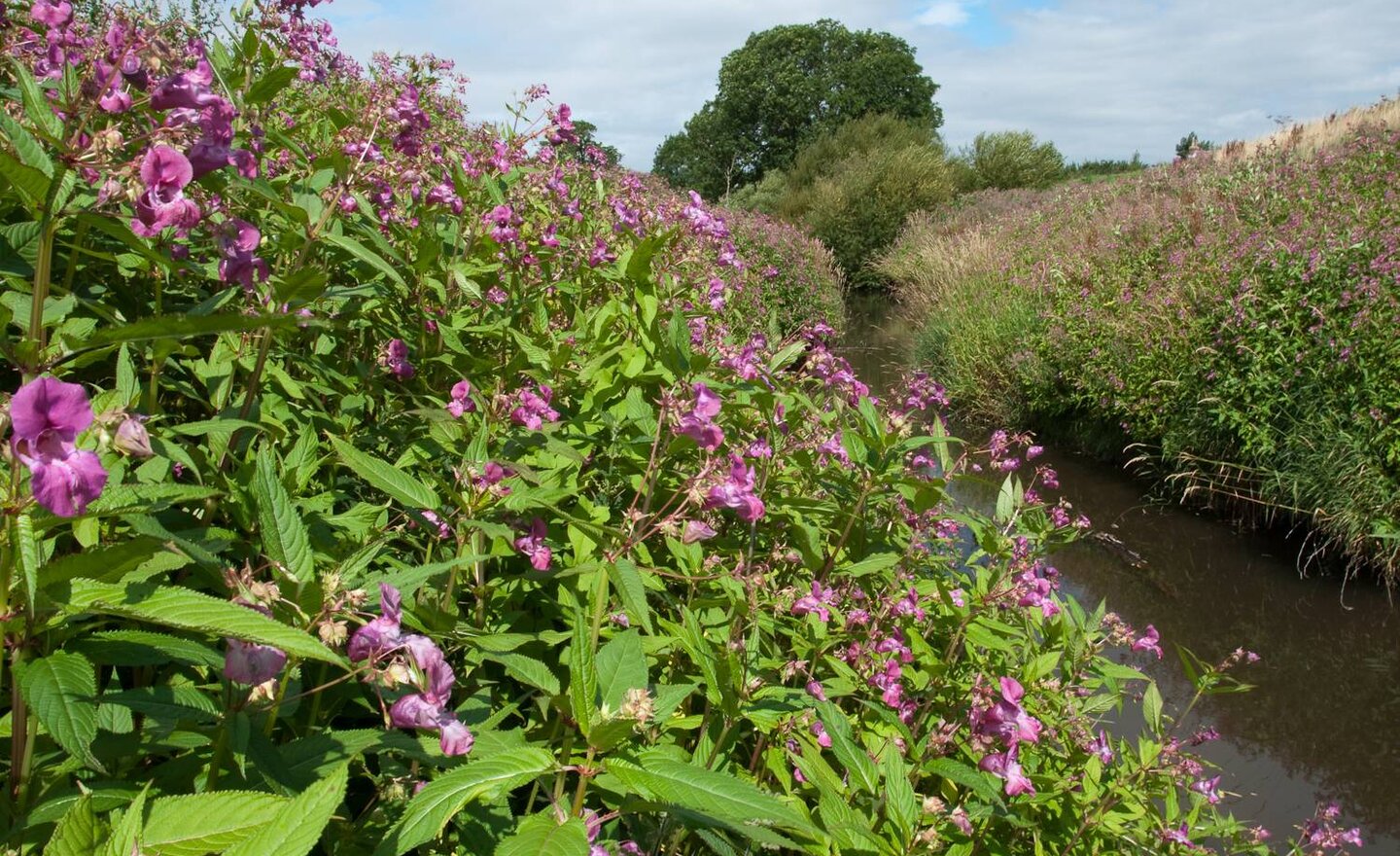 Image of  Great Weather for Clearing Himalayan Balsam!