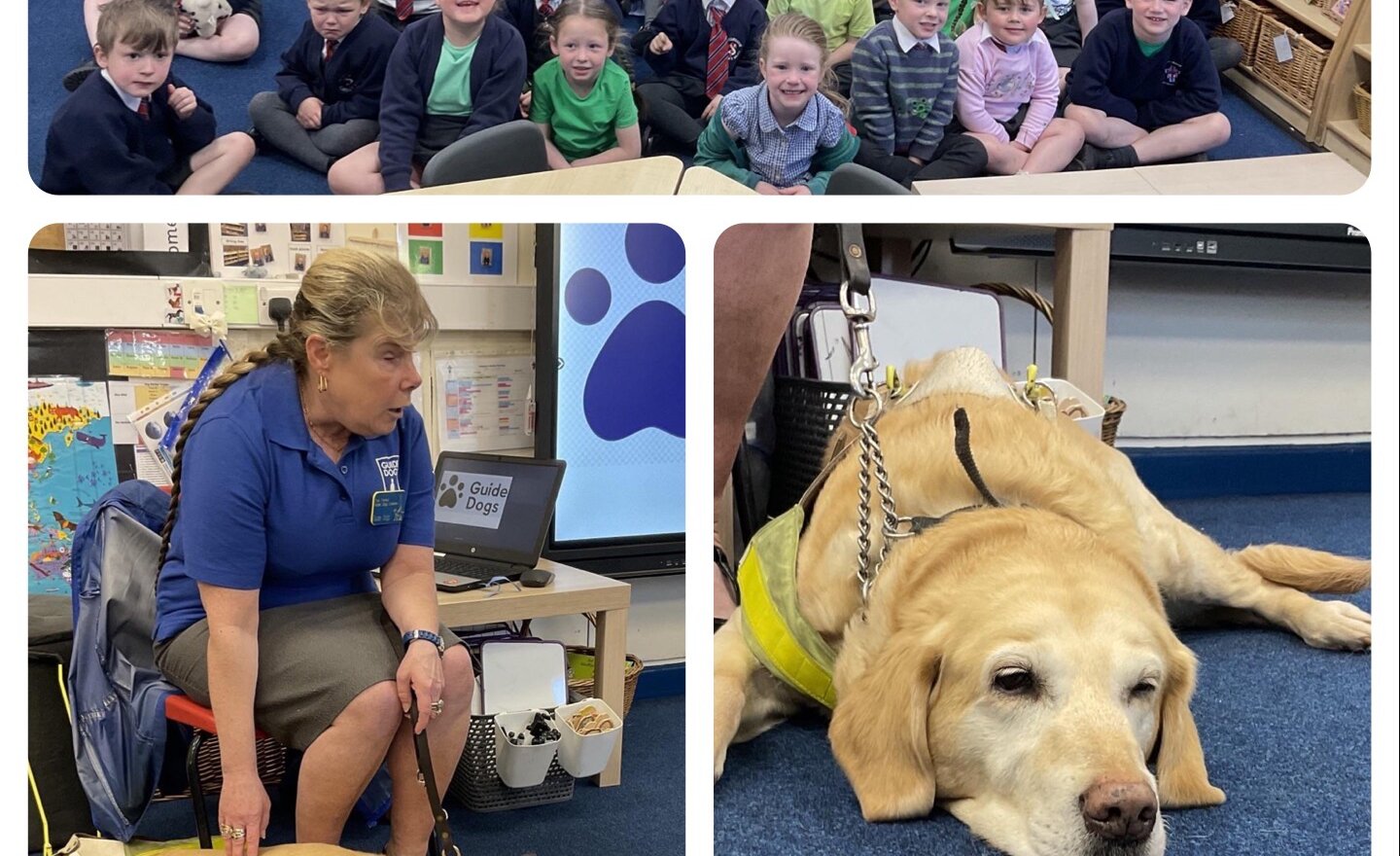 Image of Guide Dogs