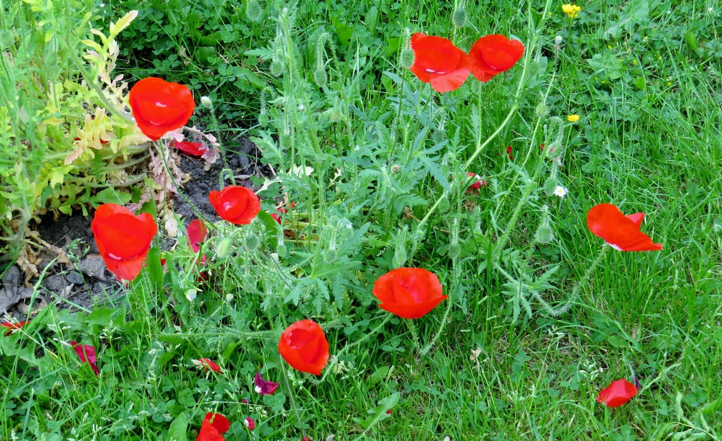 Image of St Stephen's in Bloom