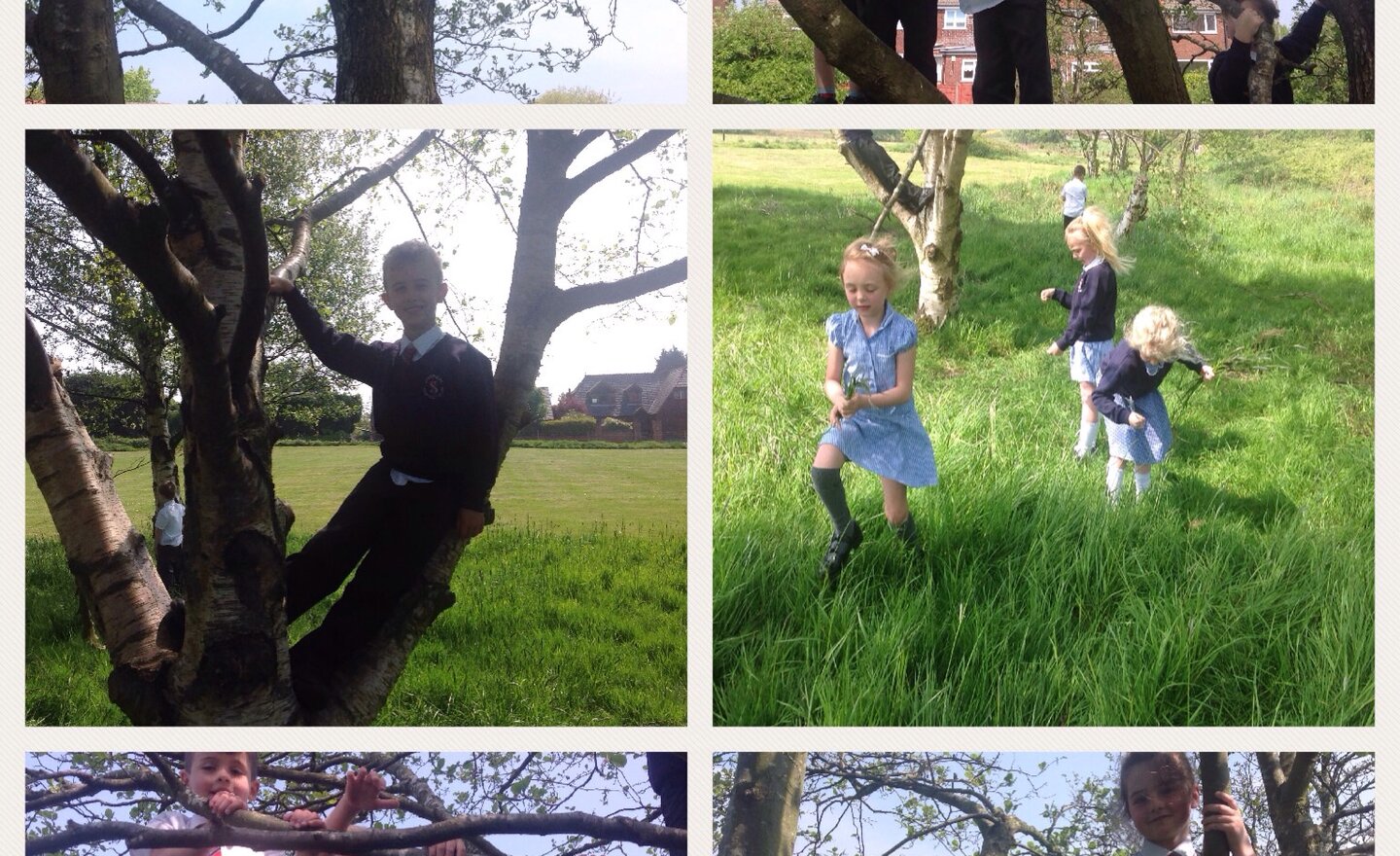 Image of Tree climbing fun