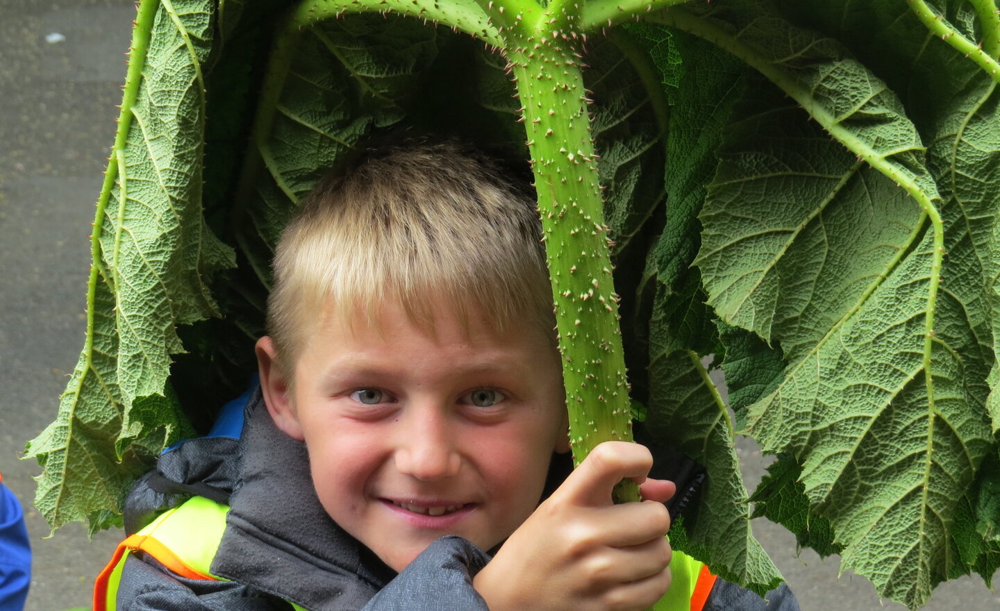 Image of Now THAT'S a Leaf!