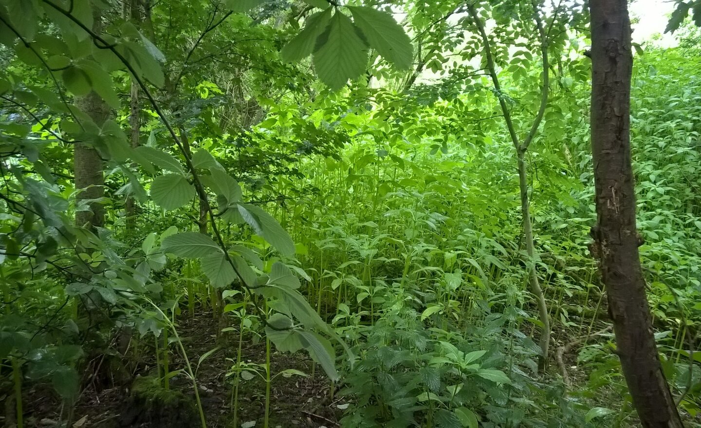 Image of Year 6 versus Himalayan Balsam!