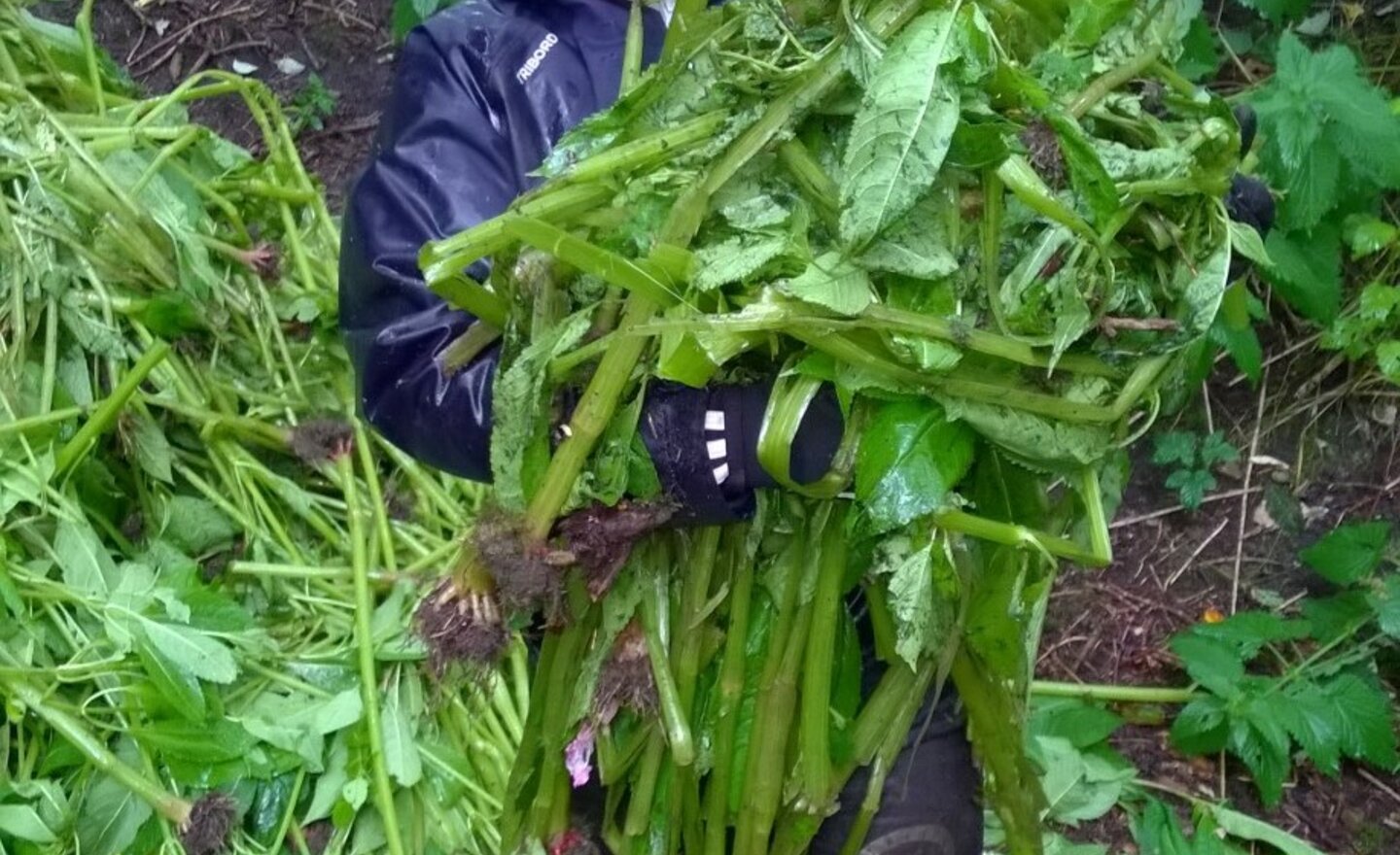 Image of Year 6 Eco Warriors 10 - Himalayan Balsam 0