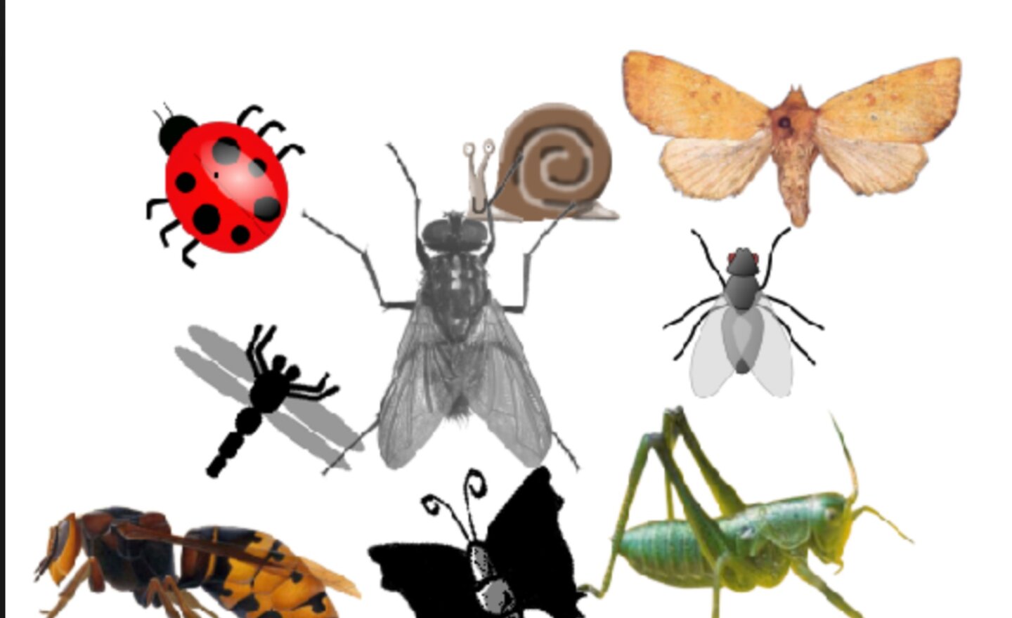 Image of Mini beasts