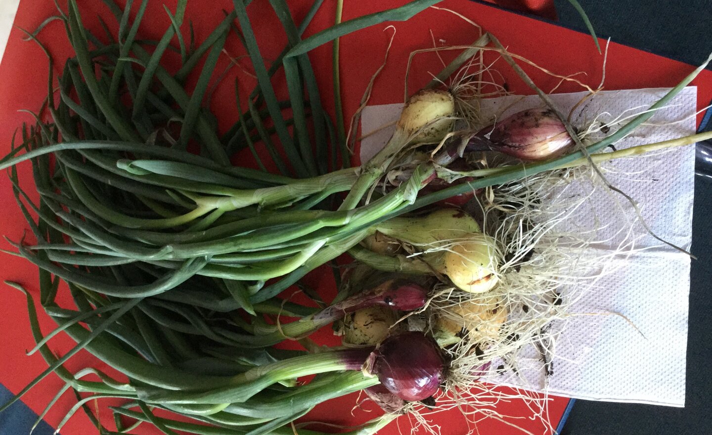 Image of Digging up onions