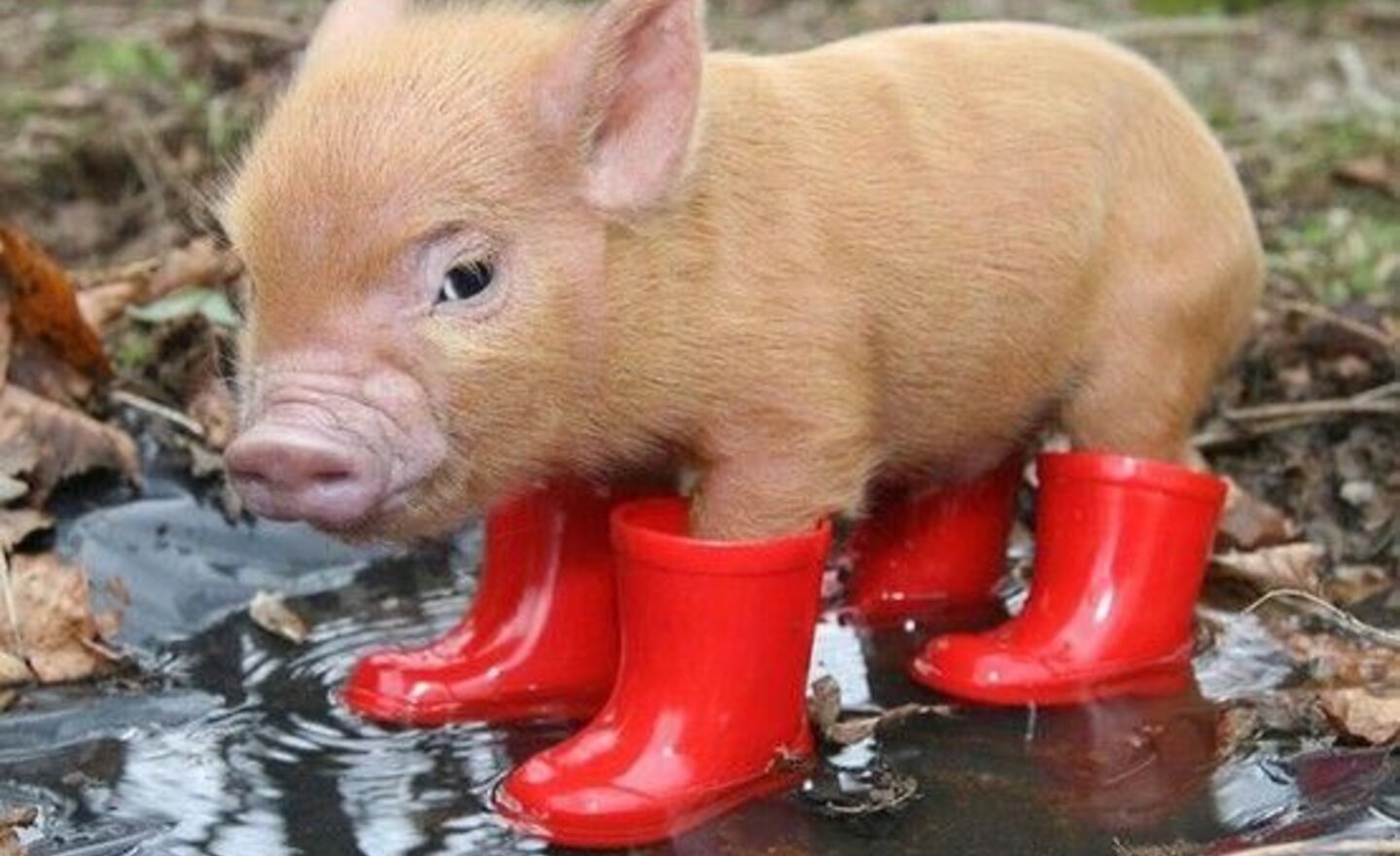 Image of Wellies after the weekend please