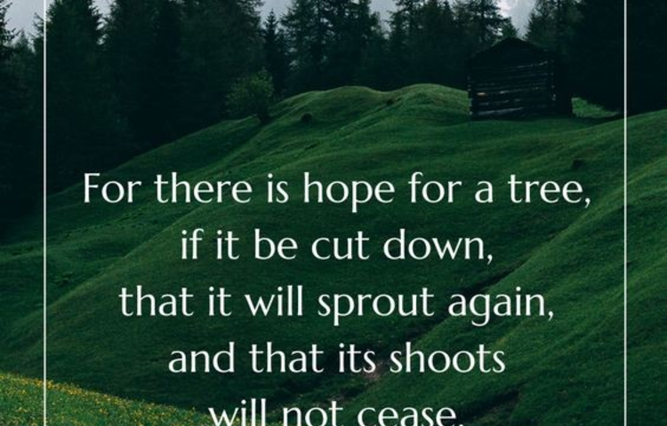 Image of Quote for the Week
