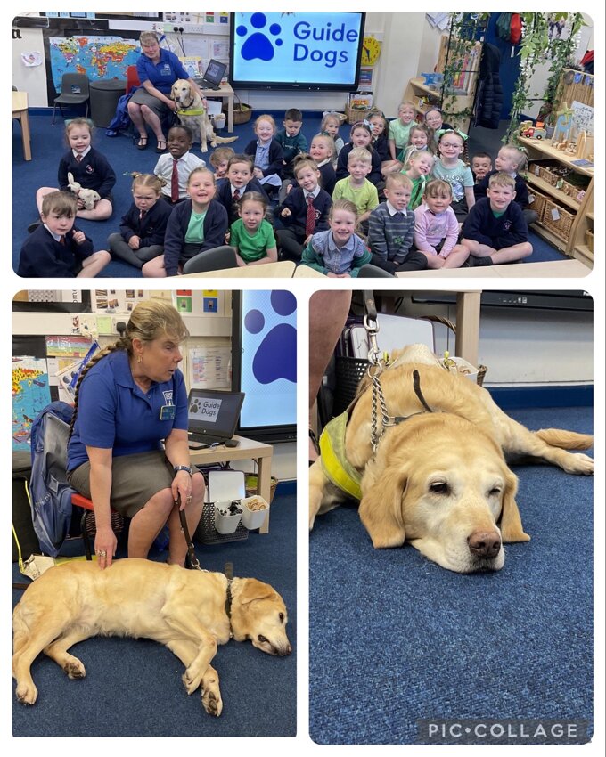 Image of Guide Dogs