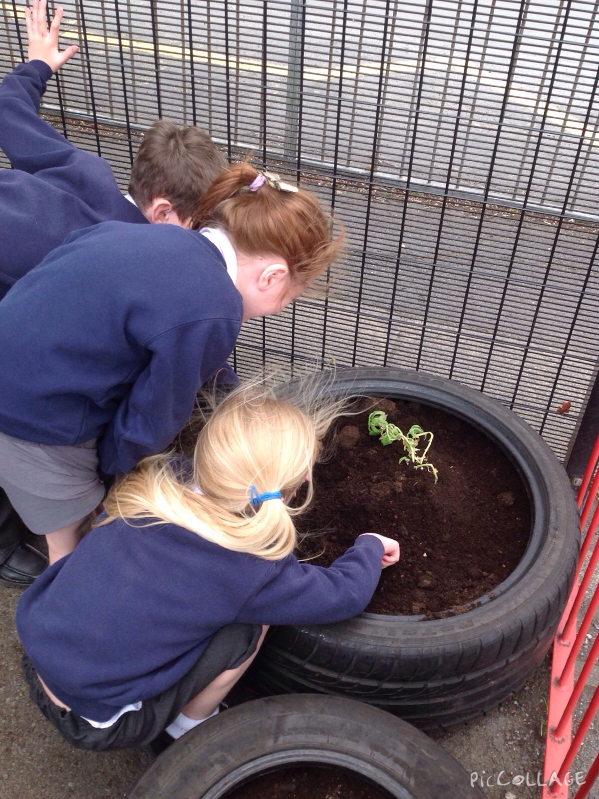 Image of Planting in our Little Garden 