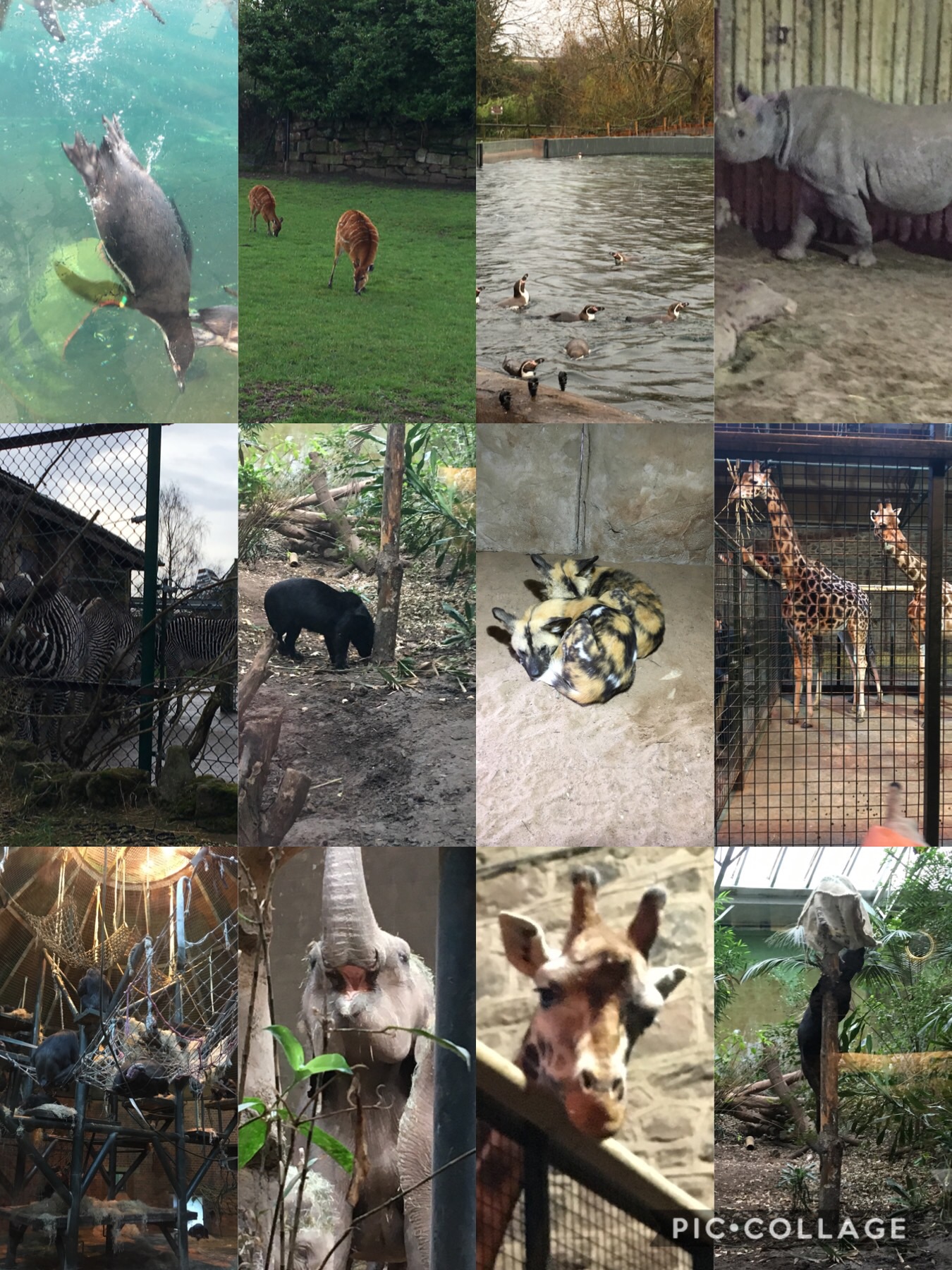 Image of Our Trip to Chester Zoo