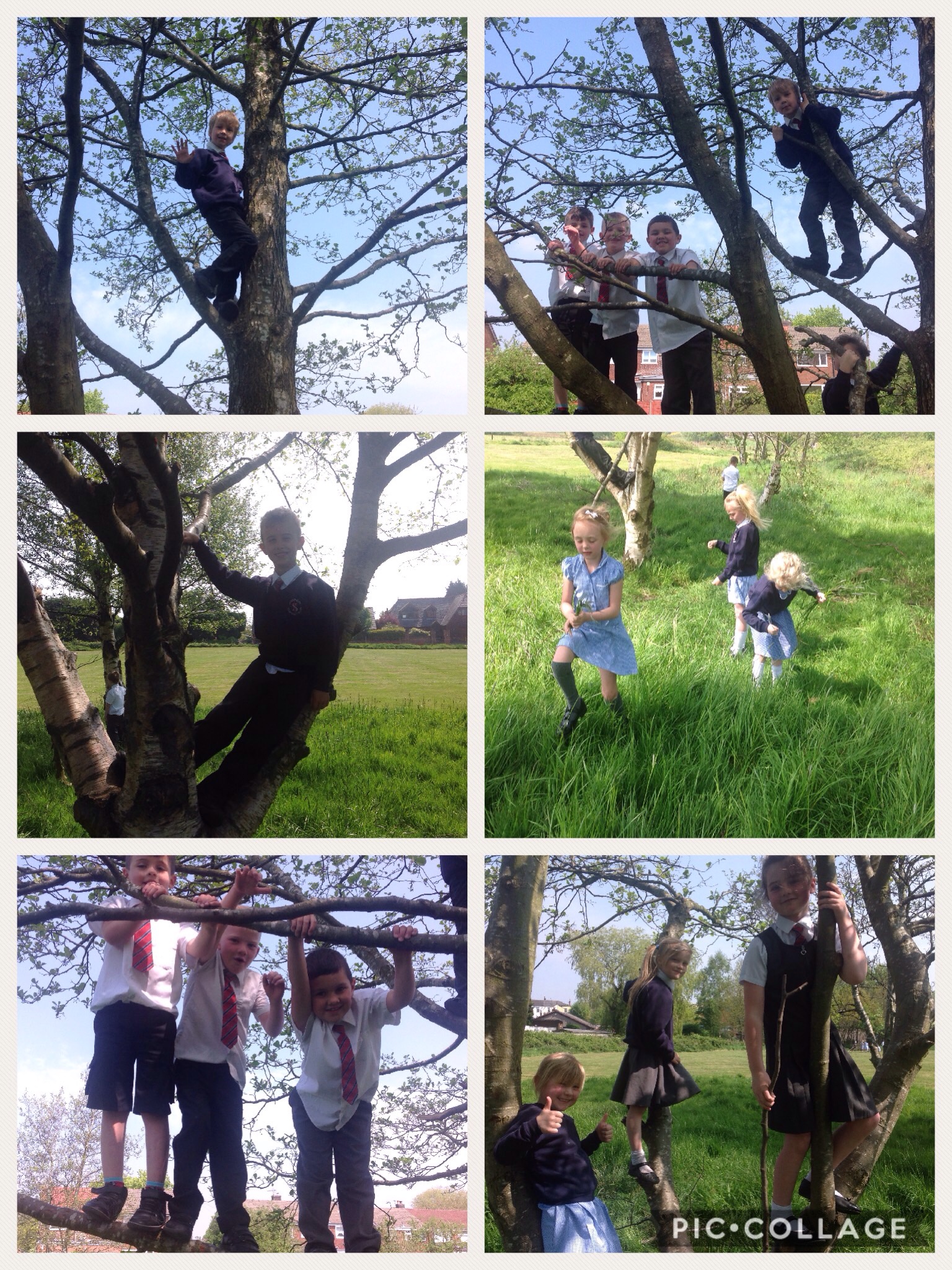 Image of Tree climbing fun