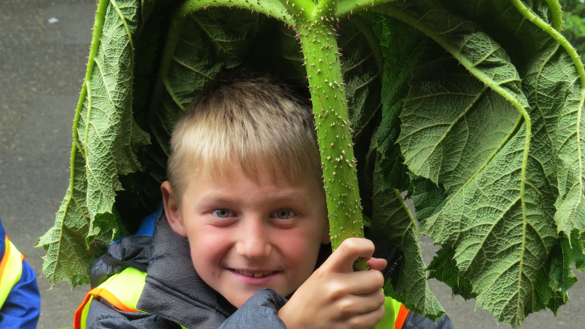 Image of Now THAT'S a Leaf!