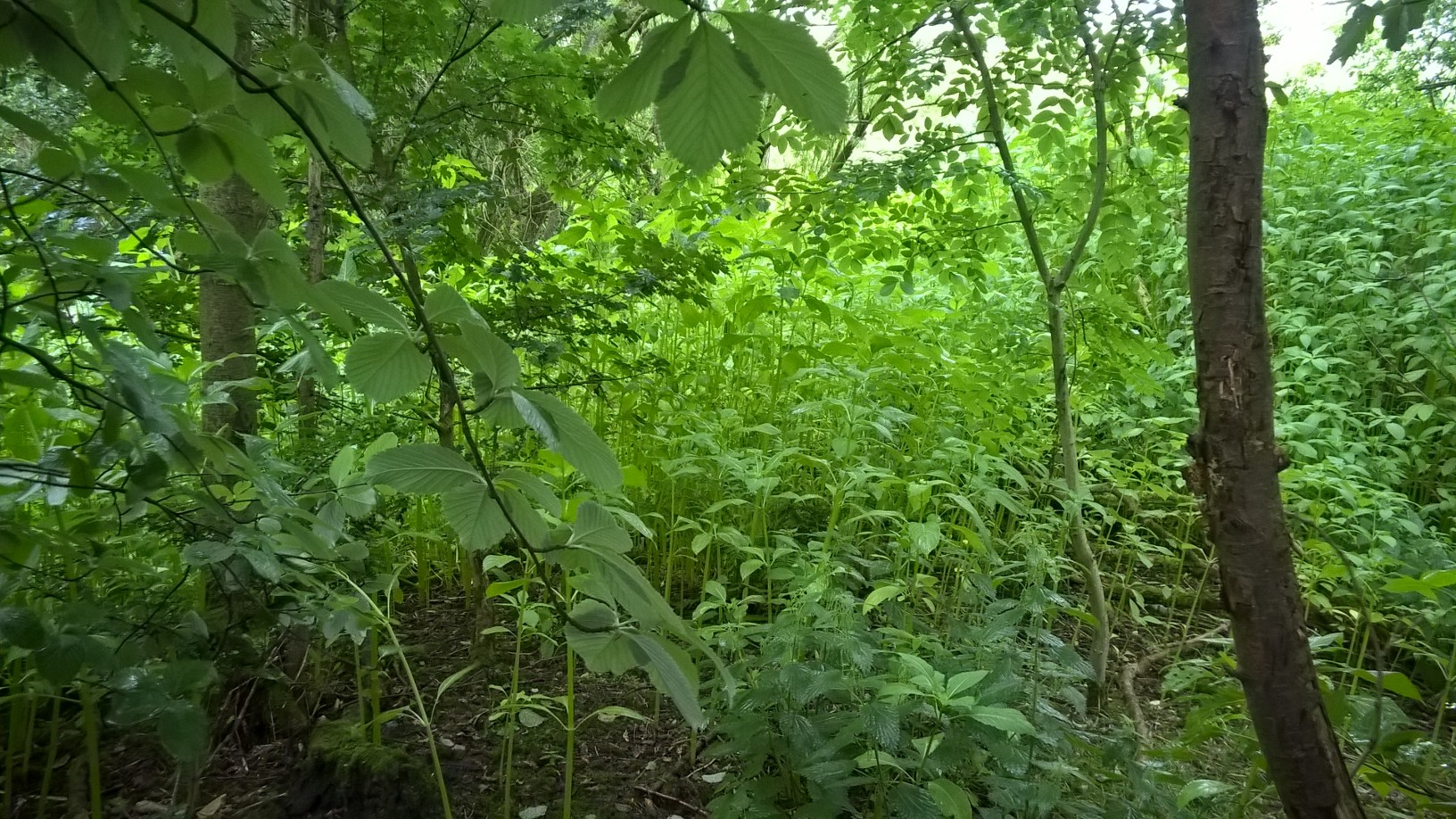 Image of Year 6 versus Himalayan Balsam!